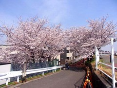 20140401鴨居の桜1.jpg