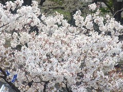 20140403代々木公園の桜1.jpg