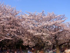20140403代々木公園の桜2.jpg