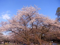 20140403代々木公園の桜3.jpg