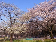 20140403代々木公園の桜4.jpg