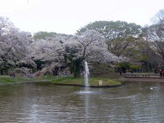 20140403代々木公園の桜5.jpg