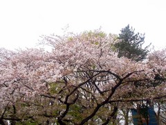 20140405上野公園の桜3.jpg