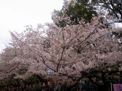 20140405上野公園の桜4.jpg