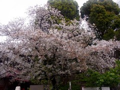 20140405上野公園の桜5.jpg