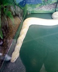 おきなわワールド・白い蛇