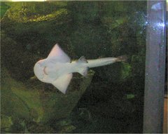 シノノメサカタザメ