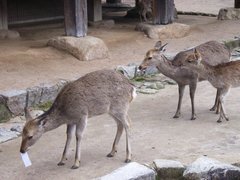 宮島・紙切れを食べる鹿