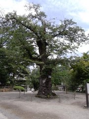 上杉神社そめいよしのの大木.jpg