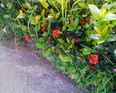 石垣島の花２