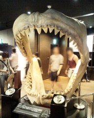 美ら海水族館・サメの歯.jpg