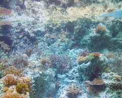 美ら海水族館・サンゴの海１.jpg