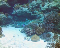 美ら海水族館・サンゴの海２.jpg