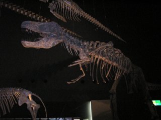 地球博物館恐竜骨格.jpg