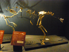 20140212国立科学博物館／大恐竜展／ガルディミムス.jpg