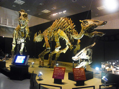 20140212国立科学博物館／大恐竜展／サウロロフスとタルボサウルス全身.jpg