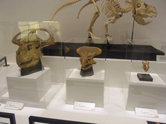 20140212国立科学博物館／大恐竜展／プロトケラトプス大中小.jpg
