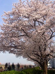 20140401鴨居の桜2.jpg