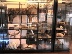 横浜税関展示室・禁止動物.jpg