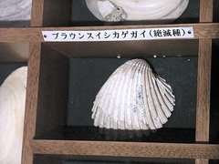 貝の化石