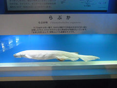 東海大学海洋科学博物館/水族館部門/らぶか.jpg