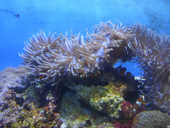 東海大学海洋科学博物館/水族館部門/カクレクマノミ.jpg