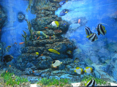 東海大学海洋科学博物館/水族館部門/チョウチョウウオなど.jpg