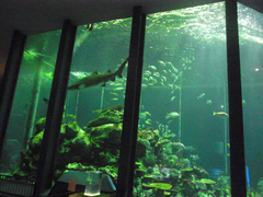 東海大学海洋科学博物館/水族館部門/海洋水槽.jpg