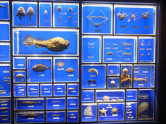 東海大学海洋科学博物館/水族館部門/深海生物.jpg