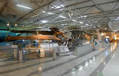 東海大学海洋科学博物館/科学博物館部門/全景.jpg