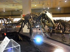 福島県立博物館／アロサウルス.jpg