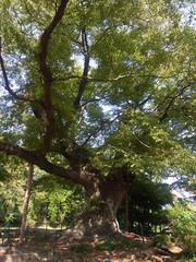 金山城・大ケヤキ.jpg