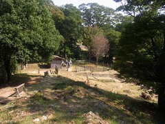 金山城・馬場曲輪・全景.jpg